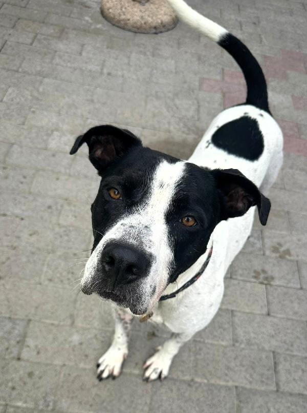 BLACK GENTILCANE Foto 3